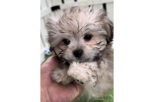 成約済の福岡県のチワマル:チワワ×マルチーズ-294079の3枚目