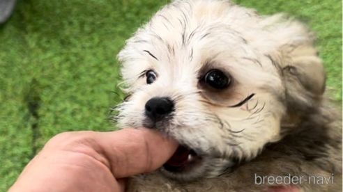 成約済の福岡県のチワマル:チワワ×マルチーズ-294079