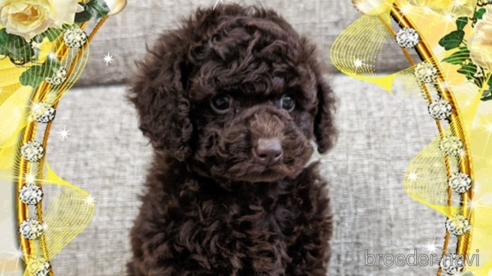 子犬