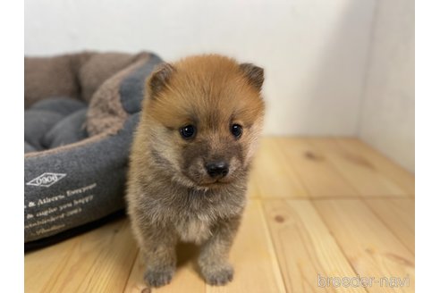 成約済の千葉県のミックス犬-303442の2枚目
