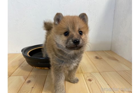 成約済の千葉県のミックス犬-303442の3枚目