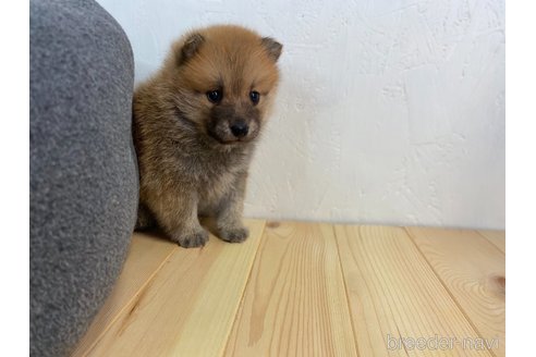 成約済の千葉県のミックス犬-303442の4枚目