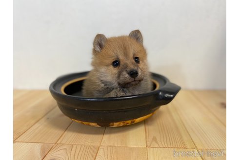 販売中の千葉県のミックス犬-303442の1枚目