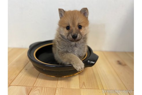 成約済の千葉県のミックス犬-303442の5枚目