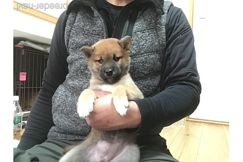 成約済の岡山県の柴犬-300371の2枚目