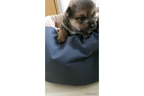 成約済の高知県の豆柴-303482の10枚目