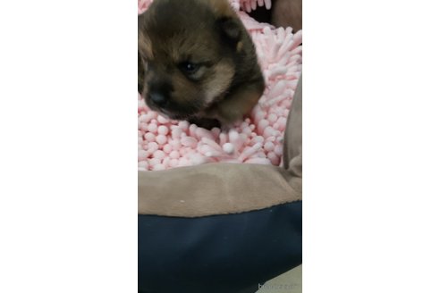 成約済の高知県の豆柴-303482の7枚目