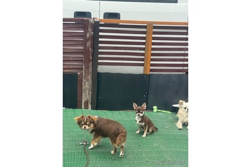 成約済の福岡県のチワワ(スムースコート)-303496の4枚目
