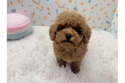 成約済の東京都のトイプードル-296297の2枚目