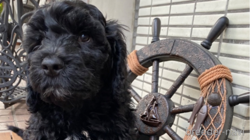 成約済の東京都のその他の犬種-298708の10枚目