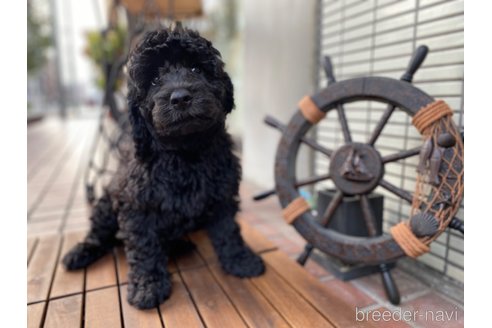 成約済の東京都のその他の犬種-298701の17枚目