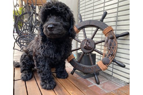成約済の東京都のその他の犬種-298701の16枚目