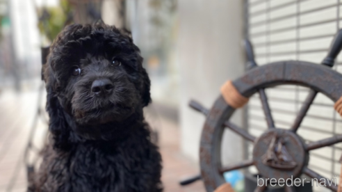 成約済の東京都のその他の犬種-298701の15枚目