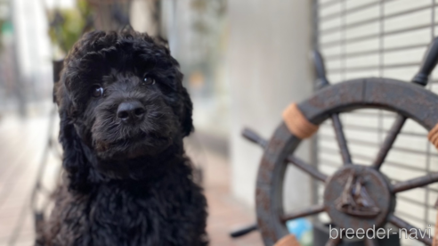 販売中の東京都のその他の犬種-298701の4枚目