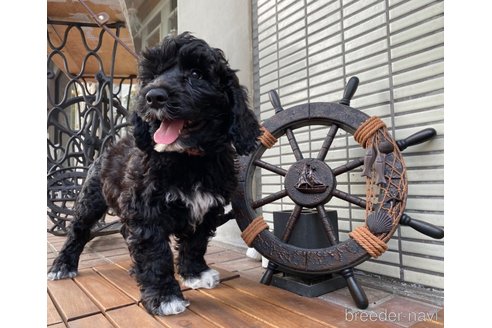 販売中の東京都のその他の犬種-300823の13枚目