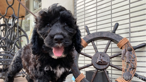 成約済の東京都のその他の犬種-300823の12枚目