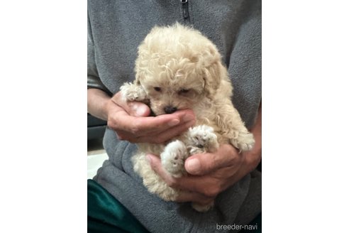 成約済の兵庫県のミックス犬-303569の8枚目