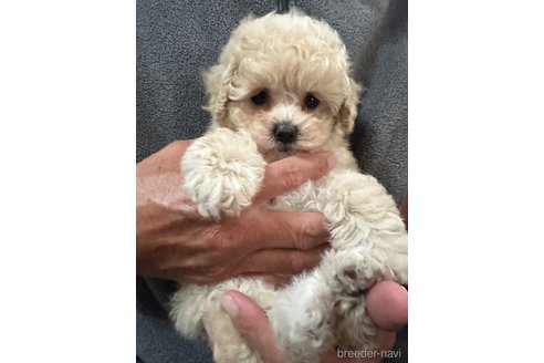 成約済の兵庫県のミックス犬-303569の5枚目