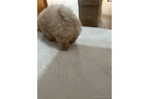 成約済の兵庫県のミックス犬-303569の6枚目