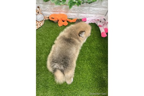 成約済の愛知県のミックス犬-299330の2枚目