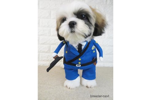 成約済の大阪府のシーズー-303596の6枚目