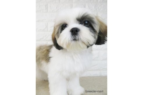 成約済の大阪府のシーズー-303596の5枚目