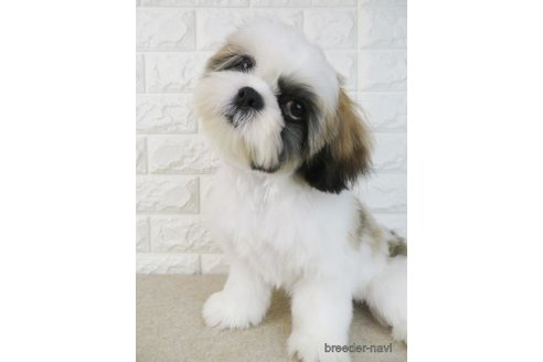 成約済の大阪府のシーズー-303596の3枚目