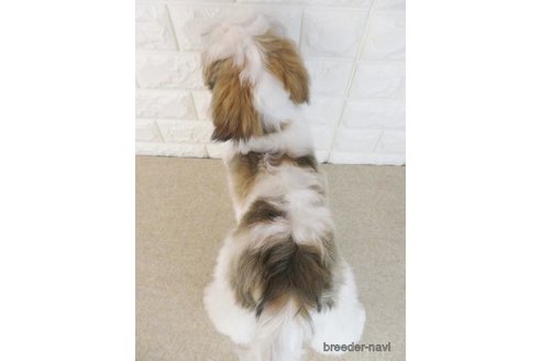 成約済の大阪府のシーズー-303596の4枚目