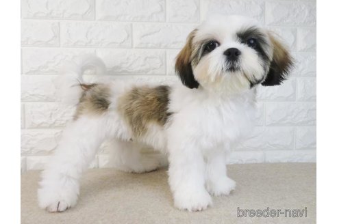 成約済の大阪府のシーズー-303596の2枚目