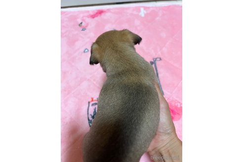 成約済の千葉県のチワワ(スムースコート)-297361の11枚目