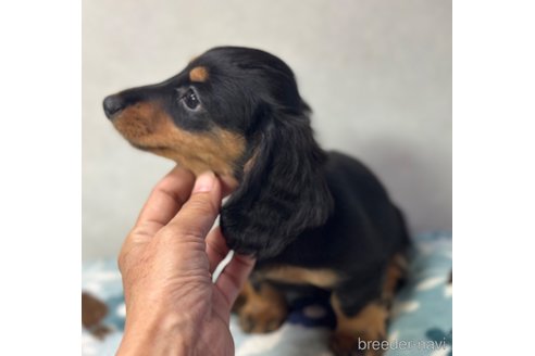 成約済の宮崎県のミニチュアダックスフンド(ロングヘアード)-303663の3枚目
