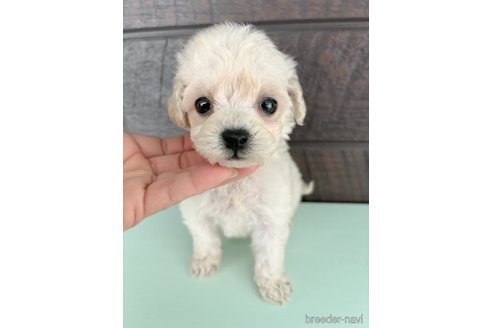 子犬