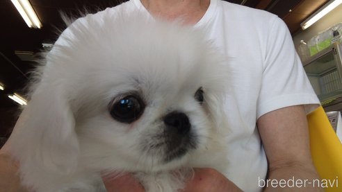成約済の愛知県のペキニーズ-295111の4枚目
