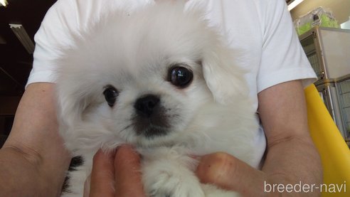 成約済の愛知県のペキニーズ-295111の5枚目