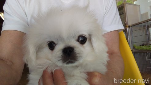 成約済の愛知県のペキニーズ-295111の3枚目