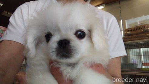 成約済の愛知県のペキニーズ-295111の2枚目