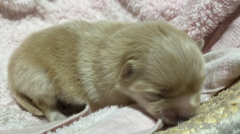 成約済の千葉県のポメラニアン-304389の15枚目