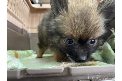 成約済の愛媛県のポメラニアン-303735の4枚目