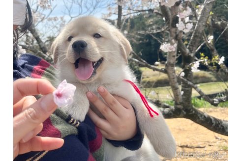 成約済の三重県のミックス犬-296678の5枚目