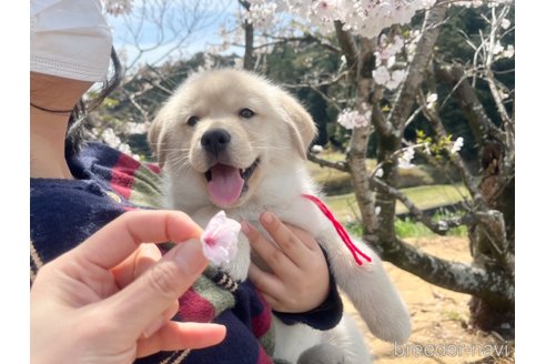 成約済の三重県のミックス犬-296678の2枚目