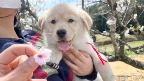 成約済の三重県のミックス犬-296678