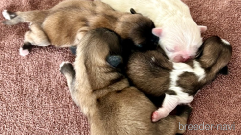 成約済の埼玉県のペキニーズ-303753の1枚目