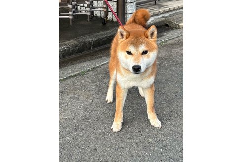 成約済の京都府の柴犬-303759の2枚目