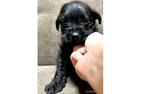 成約済の奈良県のミックス犬-300400の12枚目