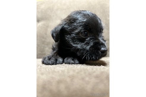 成約済の奈良県のミックス犬-300400の11枚目