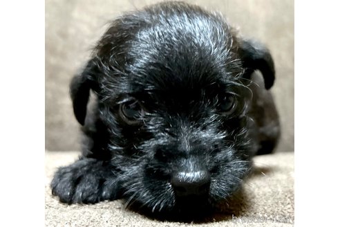成約済の奈良県のミックス犬-300400の9枚目