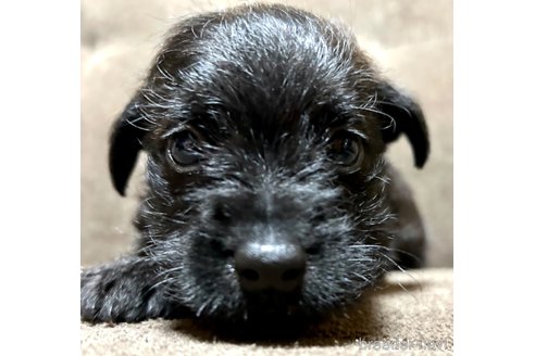 成約済の奈良県のミックス犬-300400の10枚目