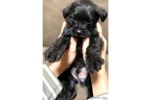 成約済の奈良県のミックス犬-300400の8枚目