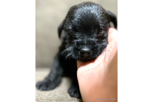 成約済の奈良県のミックス犬-300400の7枚目