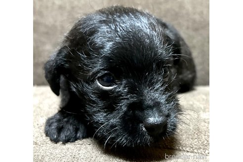 成約済の奈良県のミックス犬-300400の6枚目